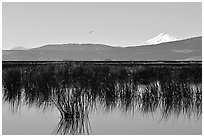 Mt Shasta seen from a marsh in the North. California, USA ( black and white)