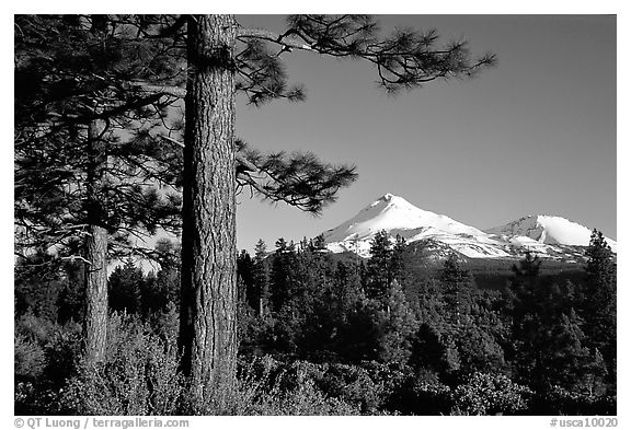 Pines and Mt Shasta seen from the North, late afteroon. California, USA