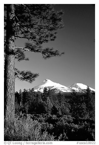 Pines and Mt Shasta seen from the North, late afteroon. California, USA (black and white)