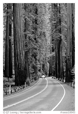 Car on road amongst tall redwood trees, Richardson Grove State Park. California, USA (black and white)