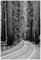 Car on road amongst tall redwood trees, Richardson Grove State Park. California, USA (black and white)