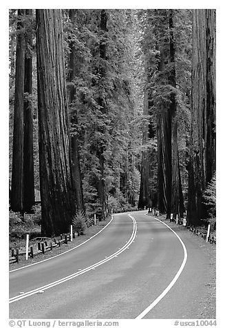 Curved road amongst tall redwood trees, Richardson Grove State Park. California, USA (black and white)