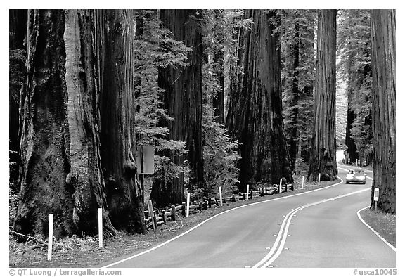 Car on road in redwood forest, Richardson Grove State Park. California, USA