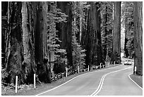 Car on road in redwood forest, Richardson Grove State Park. California, USA ( black and white)