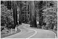 Curving road in redwood forest, Richardson Grove State Park. California, USA ( black and white)