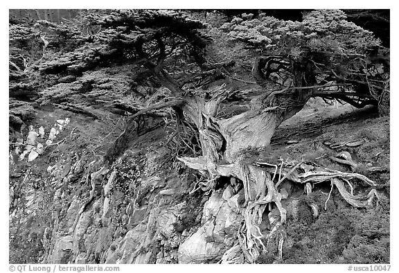 Old Veteran Cypress. Point Lobos State Preserve, California, USA (black and white)