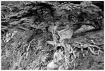 Old Veteran Cypress. Point Lobos State Preserve, California, USA ( black and white)