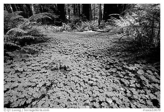 Forest floor covered with trilium. California, USA (black and white)