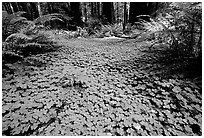 Forest floor covered with trilium. California, USA ( black and white)