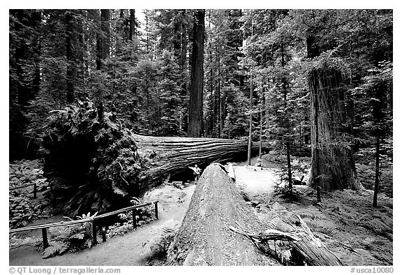 Fallen Redwoods trees, Humbolt State Park. California, USA (black and white)