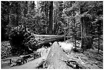 Fallen Redwoods trees, Humbolt State Park. California, USA (black and white)