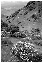 Bright yellow flowers and hikers in the background, Mt Diablo State Park. California, USA (black and white)