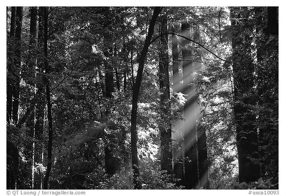 Sunrays in forest. Muir Woods National Monument, California, USA