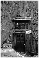 Entrance of the World Famous Tree House, near Leggett. California, USA (black and white)