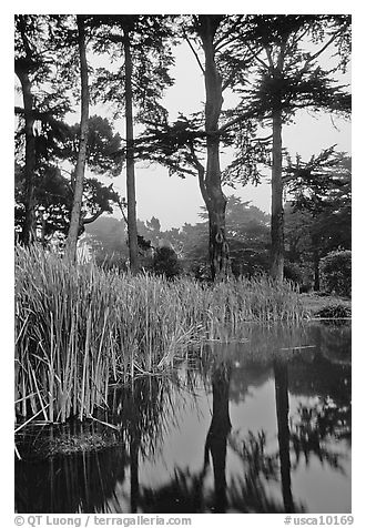 Pond, reeds, and pine trees. San Francisco, California, USA (black and white)