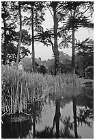 Pond, reeds, and pine trees. San Francisco, California, USA (black and white)