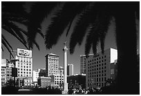 Union square framed by palm trees, afternoon. San Francisco, California, USA (black and white)