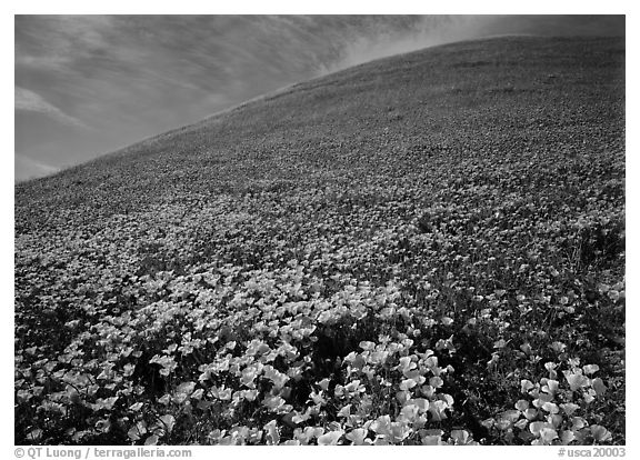 California Poppies, purple flowers,  and hill. Antelope Valley, California, USA