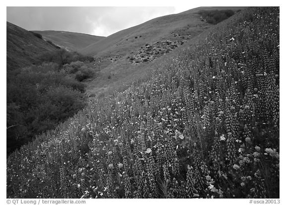 Lupine, Gorman Hills. California, USA (black and white)