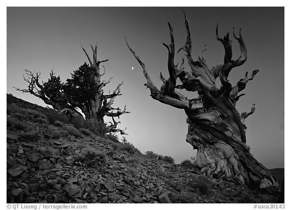 Old Bristlecone Pine trees and moon at sunset, Discovery Trail, Schulman Grove. California, USA