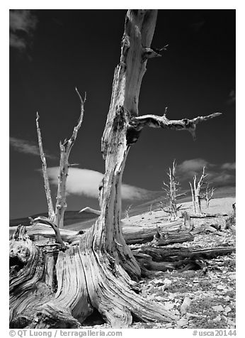 Dead standing Bristlecone pine trees,  White Mountains. California, USA (black and white)