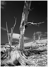 Dead standing Bristlecone pine trees,  White Mountains. California, USA ( black and white)