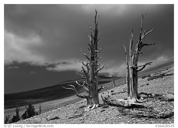 Dead Bristlecone pines on barren slopes with storm clouds, White Mountains. California, USA (black and white)