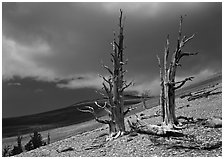 Dead Bristlecone pines on barren slopes with storm clouds, White Mountains. California, USA (black and white)