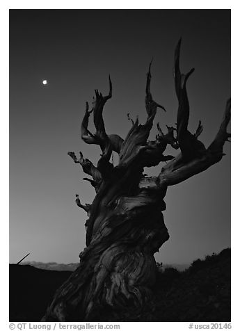 Gnarled Bristlecone Pine tree and moon at sunset, Schulman Grove. California, USA (black and white)