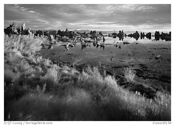 Grasses and Tufa towers, morning. Mono Lake, California, USA (black and white)