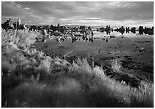 Grasses and Tufa towers, morning. Mono Lake, California, USA ( black and white)