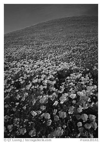 California Poppies and hill. Antelope Valley, California, USA (black and white)