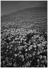 California Poppies and hill. Antelope Valley, California, USA (black and white)