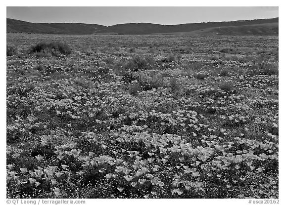 California Poppies and goldfields. Antelope Valley, California, USA (black and white)