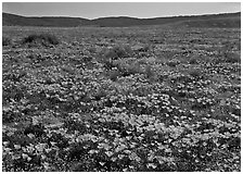 California Poppies and goldfields. Antelope Valley, California, USA ( black and white)