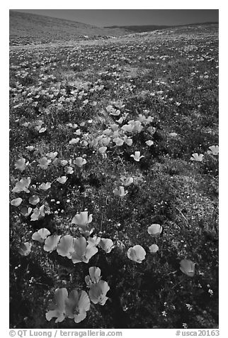 Bright orange California Poppies, hills W of the Preserve. Antelope Valley, California, USA (black and white)