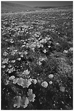 Bright orange California Poppies, hills W of the Preserve. Antelope Valley, California, USA (black and white)