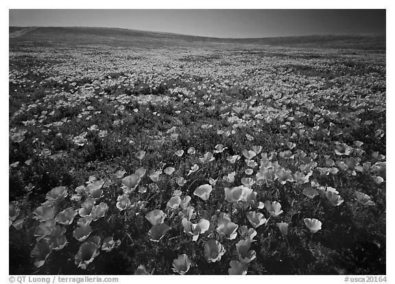 Field of bright orange California Poppies. Antelope Valley, California, USA (black and white)