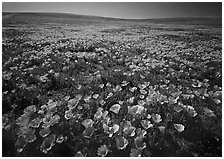 Field of bright orange California Poppies. Antelope Valley, California, USA (black and white)