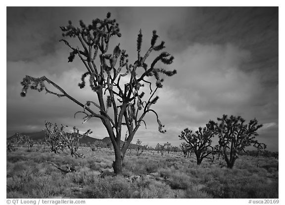 Joshua Trees. Mojave National Preserve, California, USA