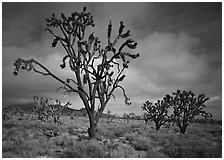 Joshua Trees. Mojave National Preserve, California, USA (black and white)