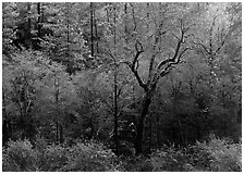 Bare trees with frost. California, USA (black and white)