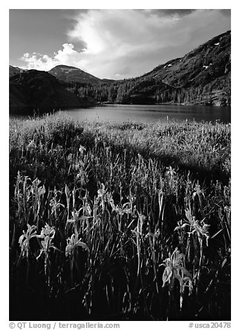 Irises and lake. California, USA