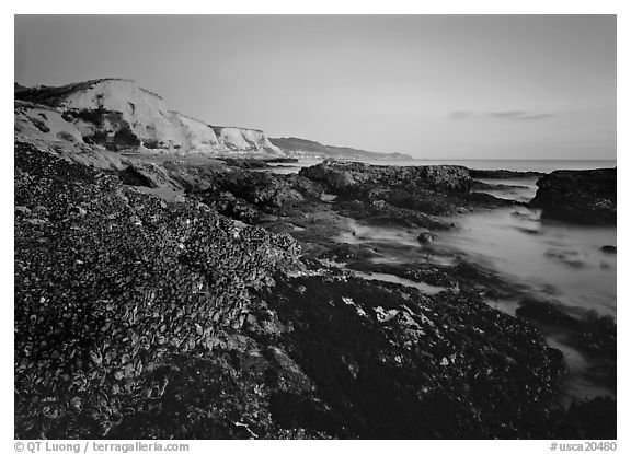 Mussels and Cliffs, Sculptured Beach, sunset. Point Reyes National Seashore, California, USA (black and white)