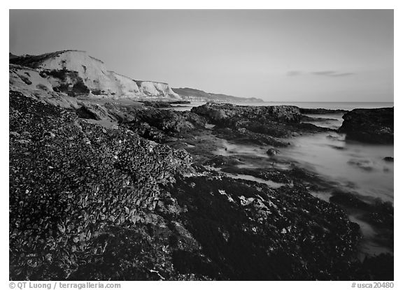 Mussels and Cliffs, Sculptured Beach, sunset. Point Reyes National Seashore, California, USA