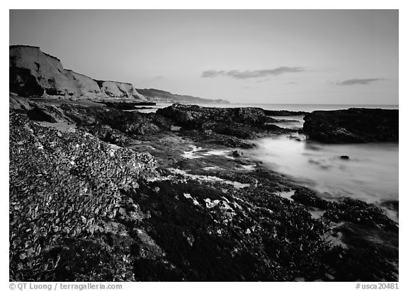 Mussel-covered rocks, seaweed and cliffs, sunset. Point Reyes National Seashore, California, USA