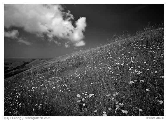 Hillside with wildflowers and cloud, Russian Ridge. Palo Alto,  California, USA (black and white)