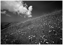 Hillside with wildflowers and cloud, Russian Ridge. Palo Alto,  California, USA ( black and white)