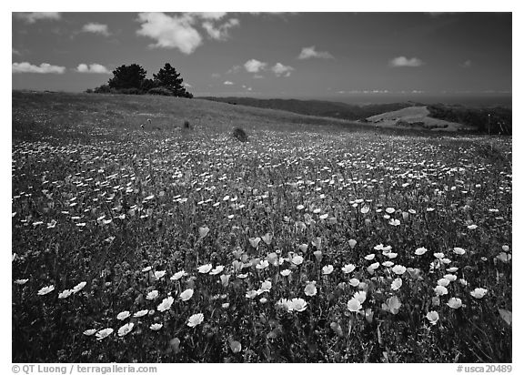 Wildflower carpet and tree cluster, Russian Ridge. California, USA (black and white)