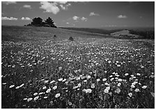 Wildflower carpet and tree cluster, Russian Ridge. California, USA ( black and white)